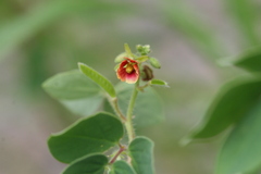 Cassia absus
